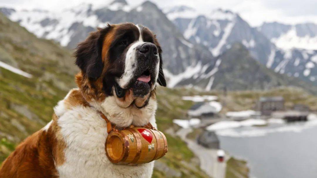 百科 圣伯纳犬,拥有超萌力的瑞士铁汉_雪崩_阿尔卑斯_运动