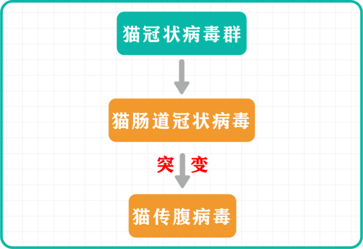 猫传染性腹膜炎病毒是由猫肠道冠状病毒突变而成的.