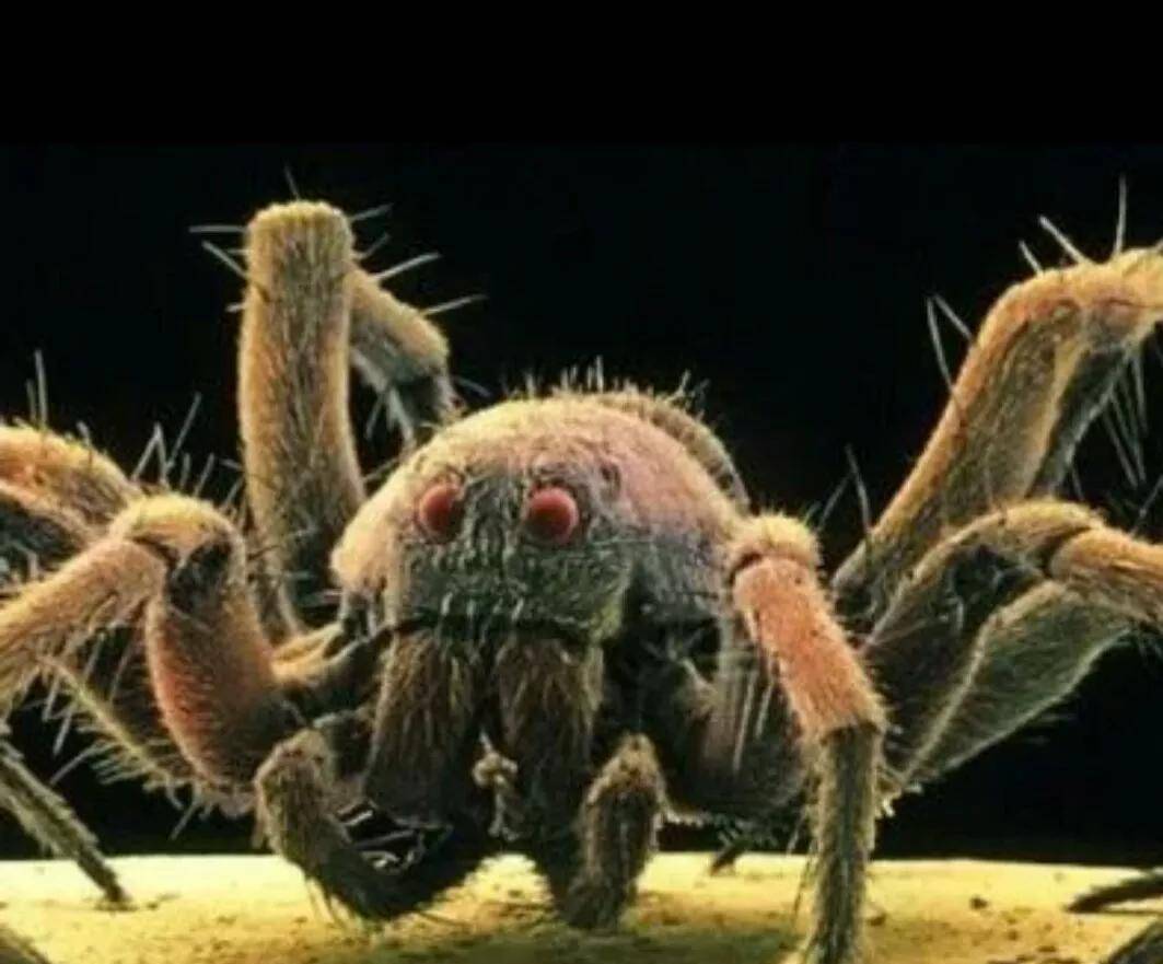 史前巨型魔鬼蜘蛛