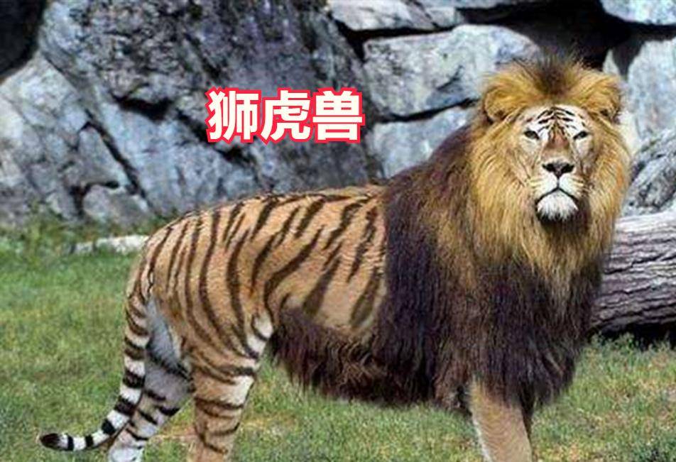母虎_谭军_老虎