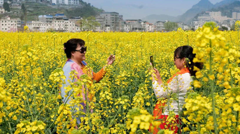 古蔺双沙第十三届菜花节正式开幕_双沙镇_游客_文化广场