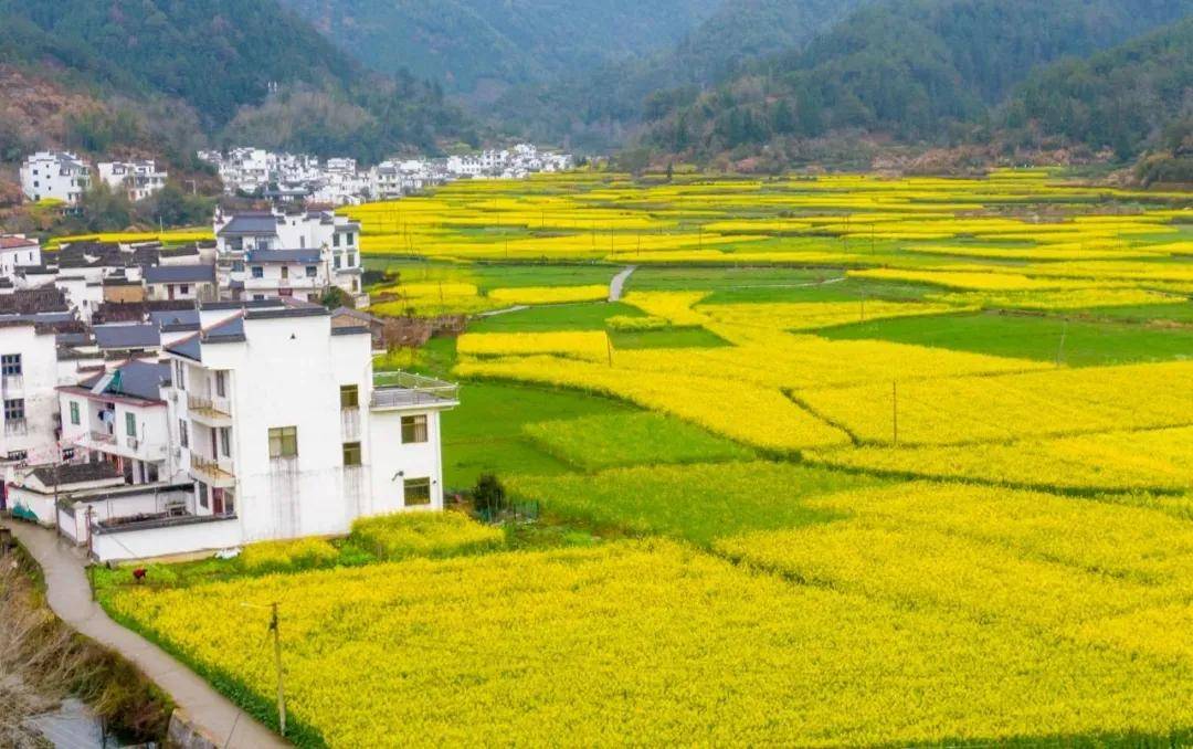 婺源有很多可以看油菜花的街道,景色也是非常的好看.