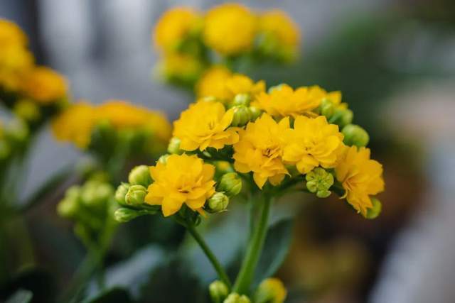 双流区实小学外国语学校丨三月如歌 花卉之约_校园_花草_花名