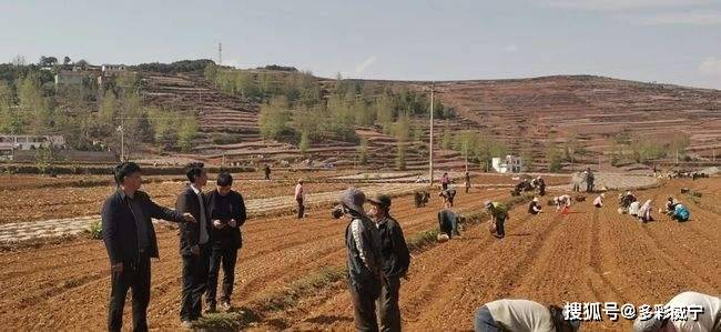 今年以来,威宁县农业农村局抢抓季节,不误农事,切实做好今年的春耕春