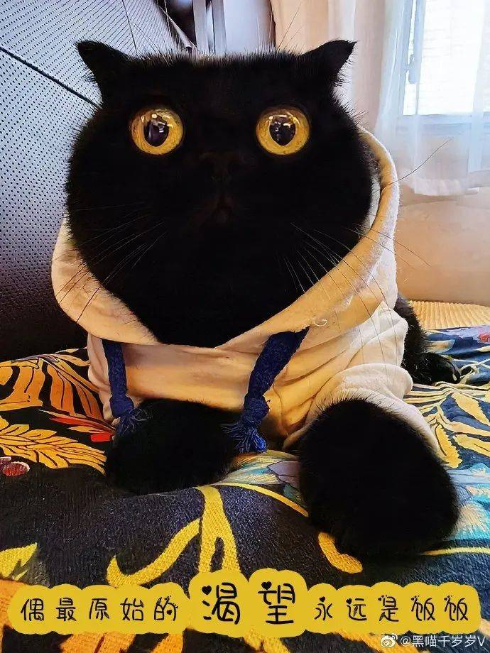 "我最爱的网红黑猫千岁岁回喵星球了,我很想念它"_猫咪_地方_全网