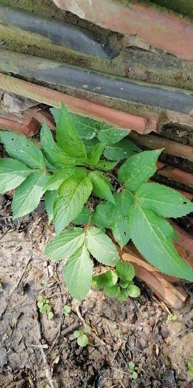 花花一看到这种植物,就认出来它的名字叫接骨草,如果是在农村地区居住