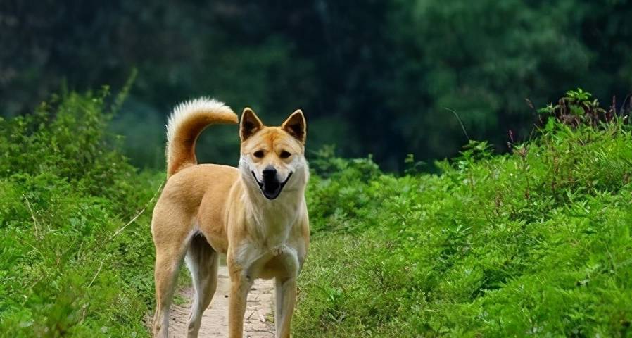 为什么越来越多人"弃养"中华田园犬?这几个原因很现实_狗狗_漂亮_营养