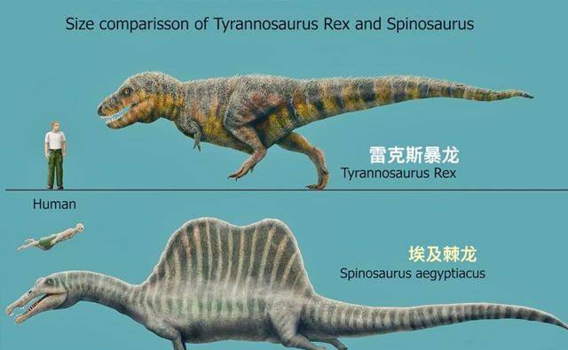 虽然南方巨兽龙和鲨齿龙等,都是不错的选择,但是它们都没棘龙名声大