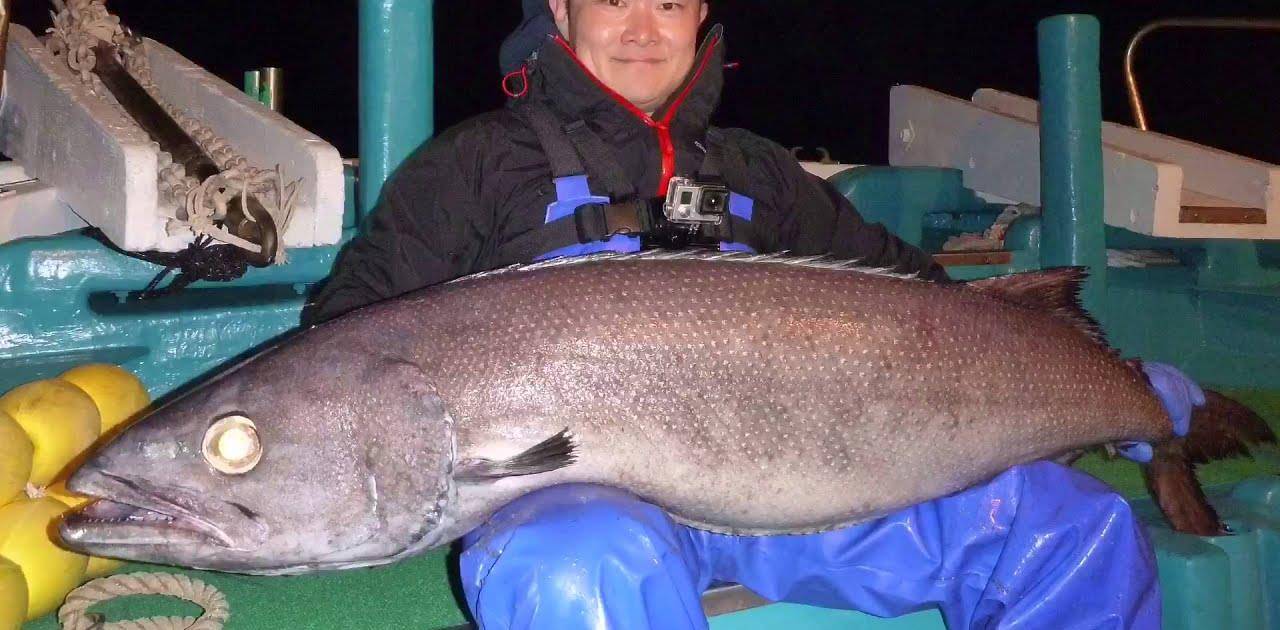 人吃油鱼后屁股流油3天?油鱼到底什么来头,被禁止后还有人吃?_食用_情