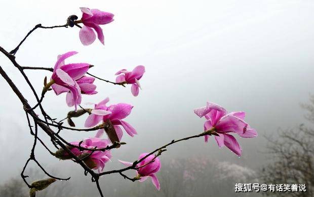 原创王维后期的诗意境唯美不仅写出了新意同时还美得犹如一幅画