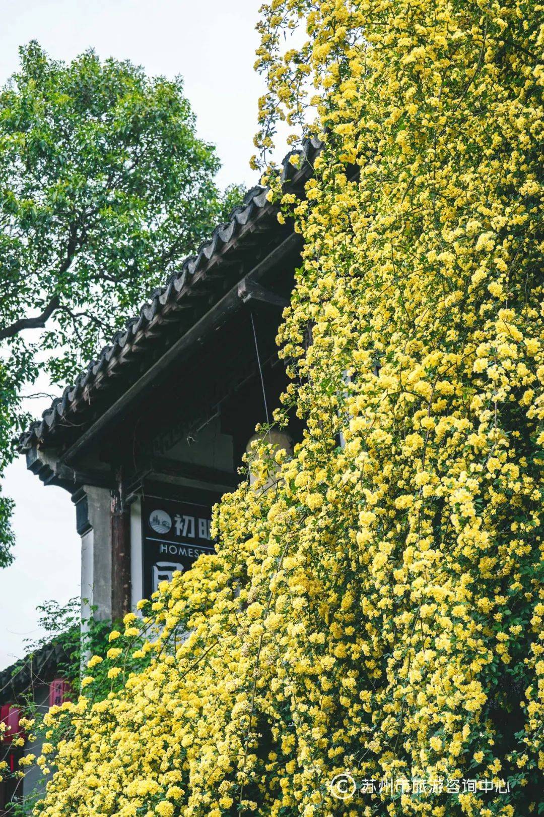 美爆了苏州街巷里的木香花开得有多灿烂