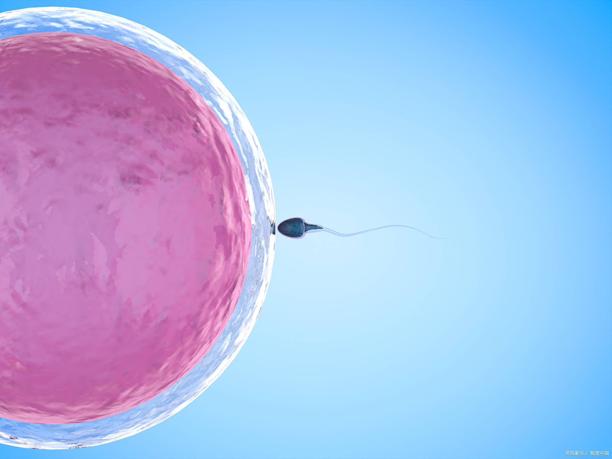 确保有足够数量的精子和卵子以供夫妻双方的试管婴儿流程顺利进行下去