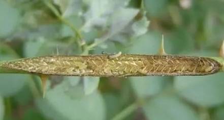 月季茎蜂要预防还真的不容易,会飞的货,来无影去无踪的,产了卵就飞了