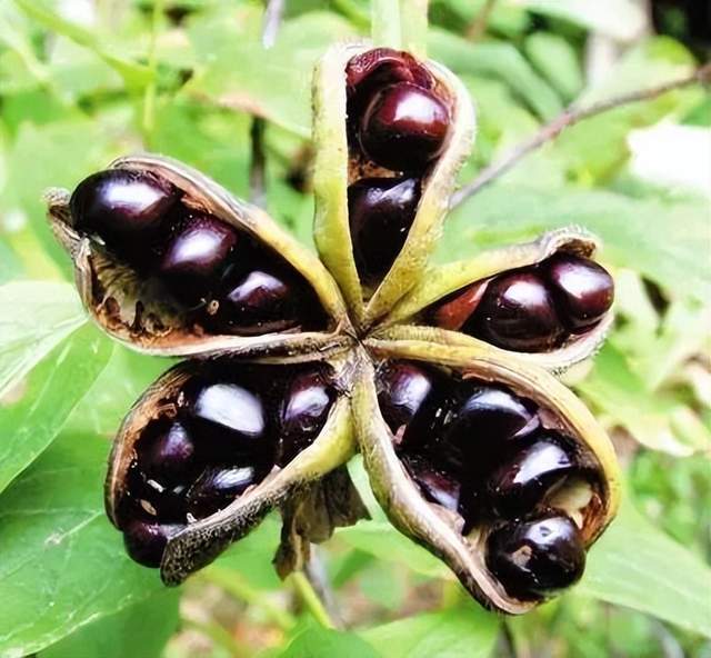 芍药的果实是聚合蓇葖果,2-8枚离生,呈纺锤形,椭圆形,瓶形等,光滑,有