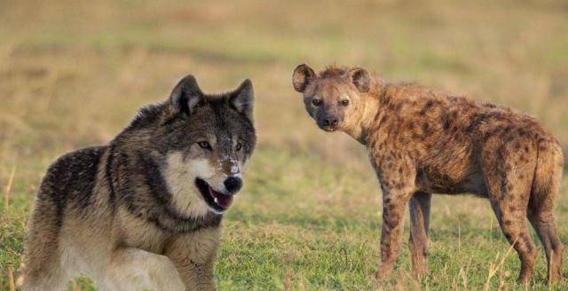 鬣狗长的像狼,为什么不是犬科动物?_生态_趋同_习性