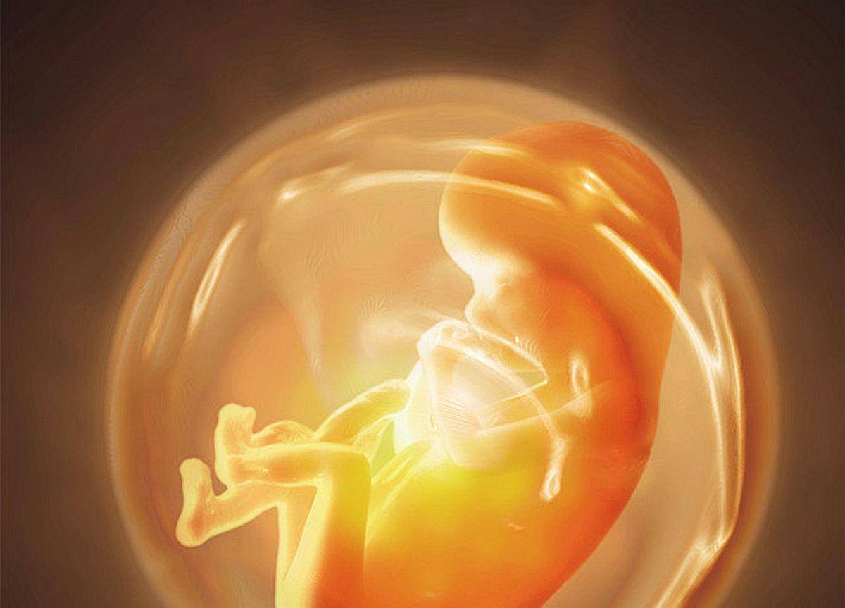 想要孕育出一个高智商的宝宝,抓住胎儿的大脑发育黄金期很关键