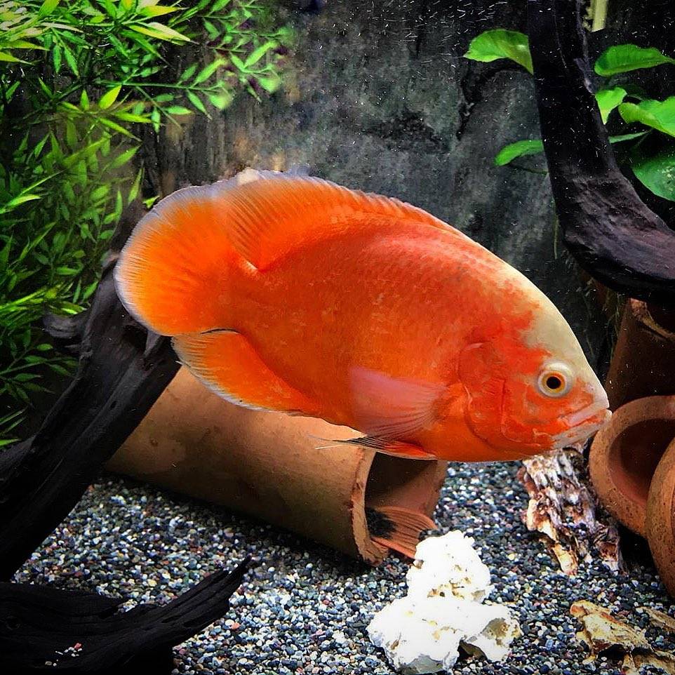 5,黑色地图鱼(black oscar fish)体表大部分是黑色,身体上可能会有
