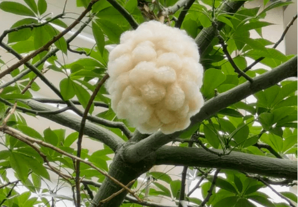 木棉树又称英雄树,早春时开花,花期过后会长出木棉蒴果,果子成熟后