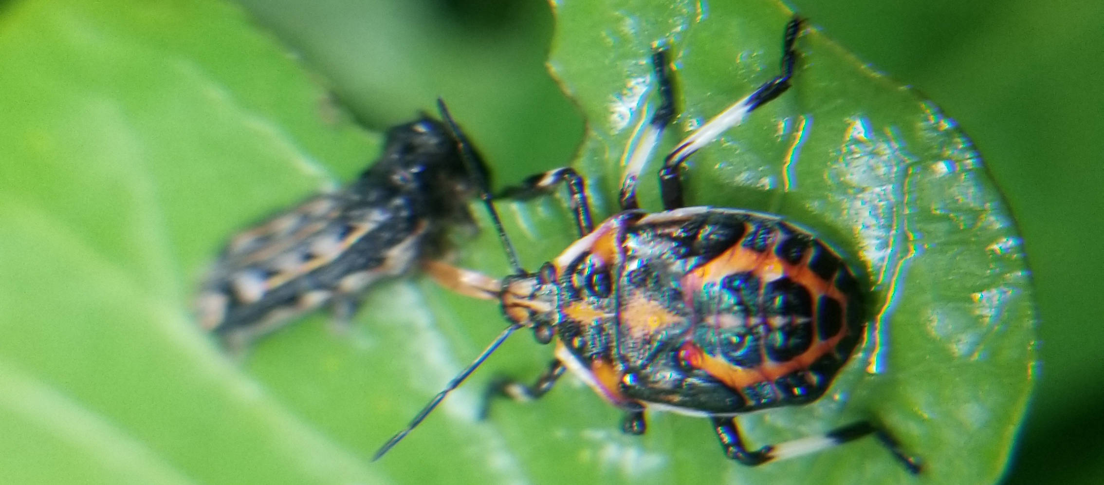 同样是蝽,为什么你却是吃蝽的蝽_昆虫_荔枝_bugs