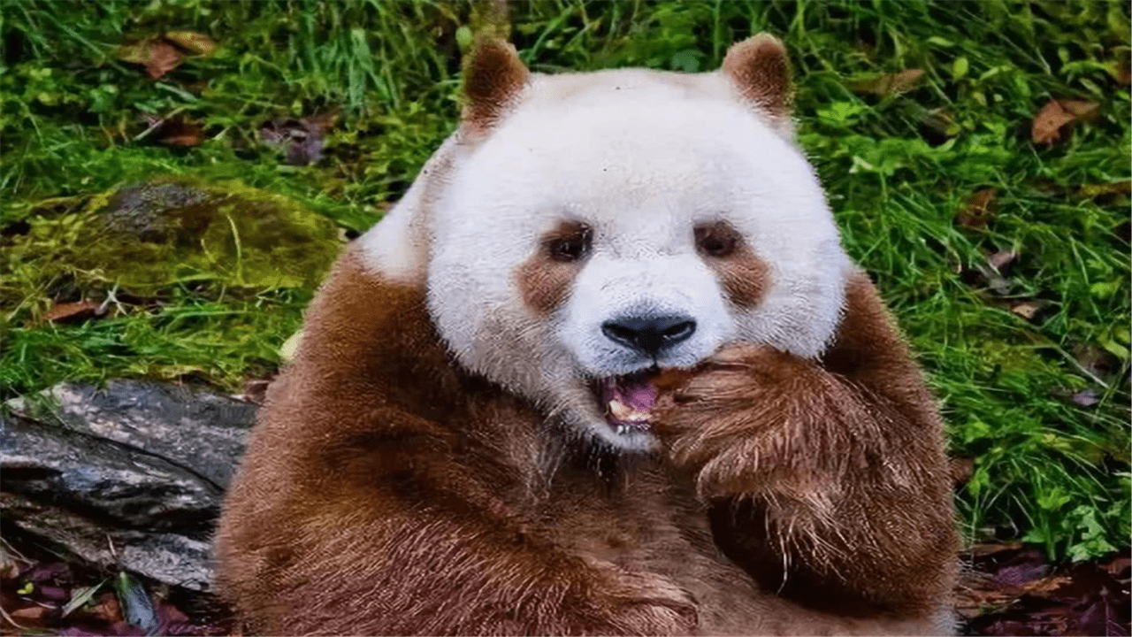 原创大熊猫七仔哥是熊猫界唯一一只拥有彩色照片的熊