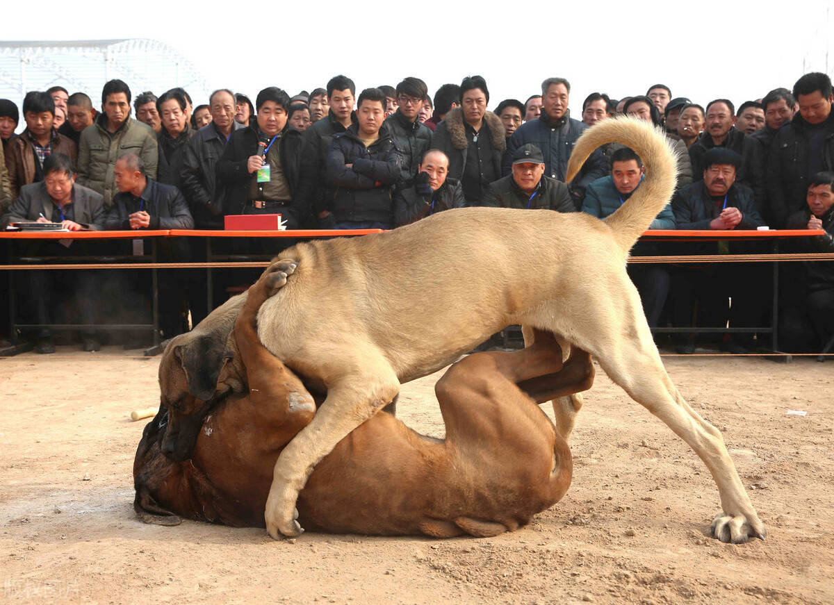 原创这几种狗可不简单江湖人称犬中四煞