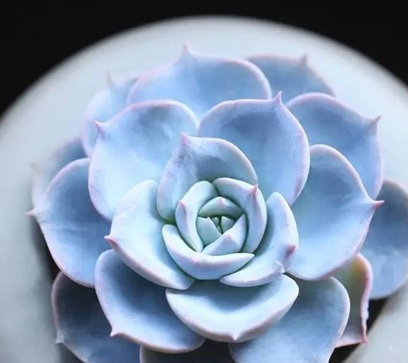 想把多肉普货蓝石莲养成晶莹剔透的蓝莲花这些知识要知道