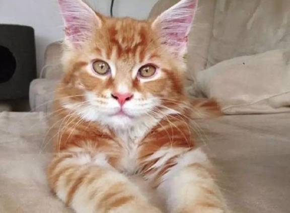 又是大胖橘歪果夫妻的小奶猫竟然长世界第一大胖橘
