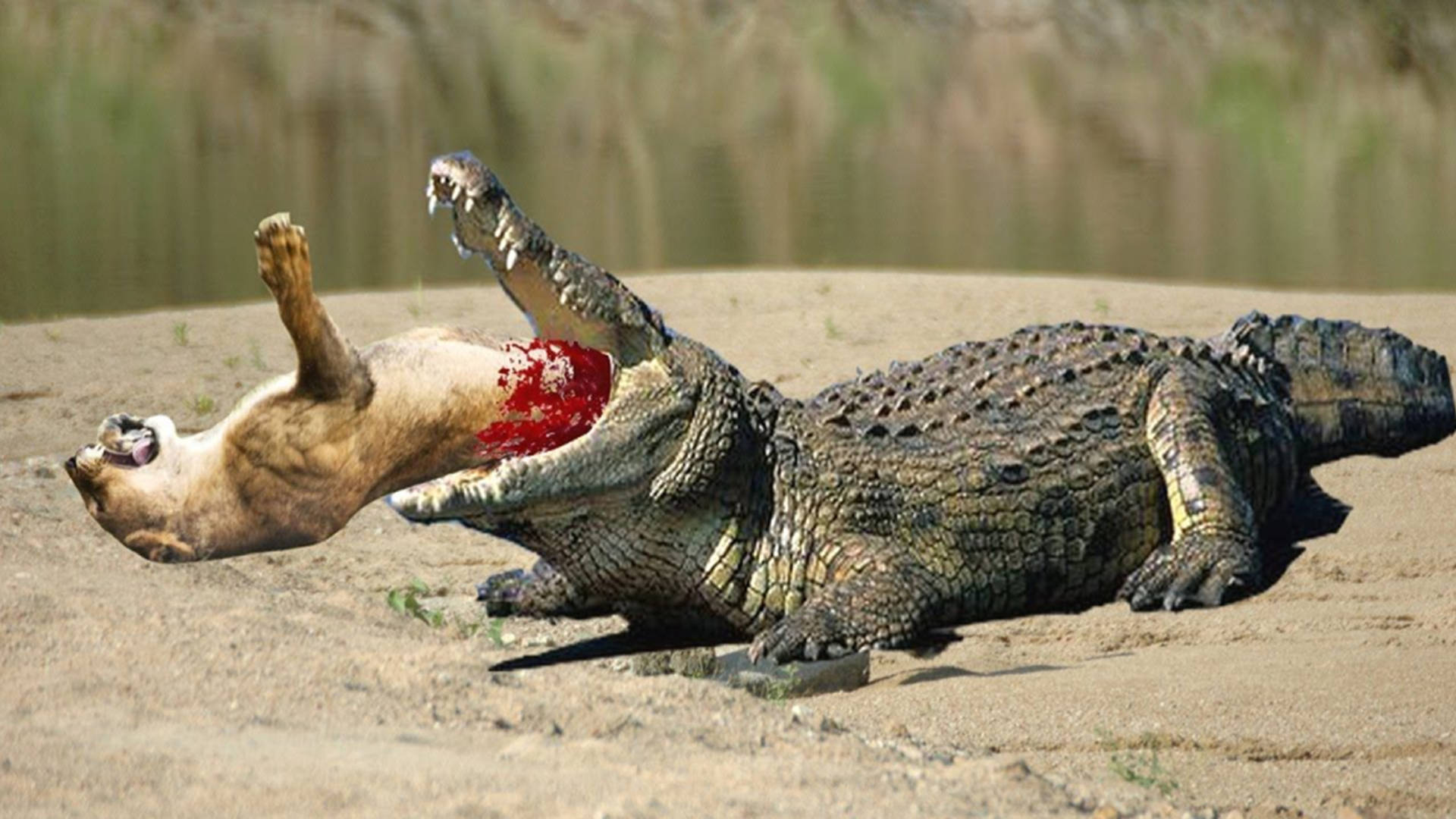 盘点鳄鱼秒杀5大猫科动物的真实事件老虎差点被鳄鱼咬断腿