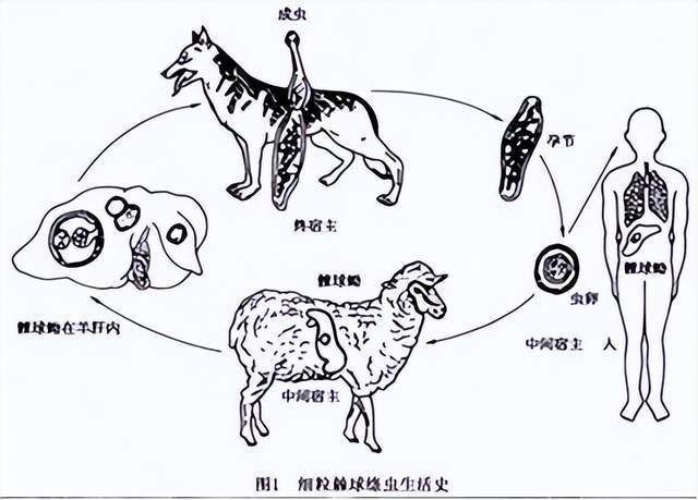 包虫病常见传播路径传统对于包虫病的治疗只有肝移植一种方式,且治疗