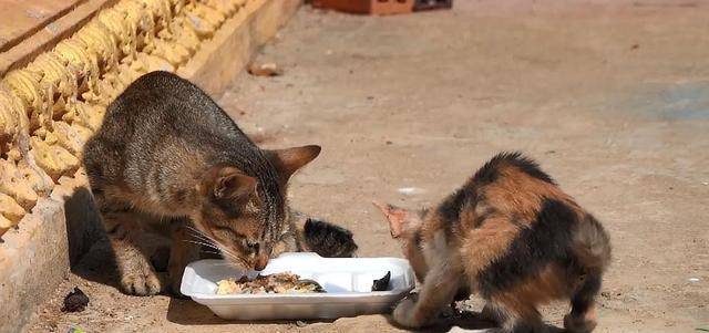 流浪小猫无力地蹲在街上对面的猫妈妈只能看着它挨饿百家故事