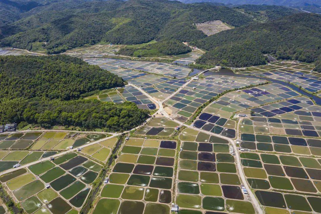 星罗密布的养殖塘呈现出不同的颜色,从空中俯瞰,当你来到咸祥镇芦浦村