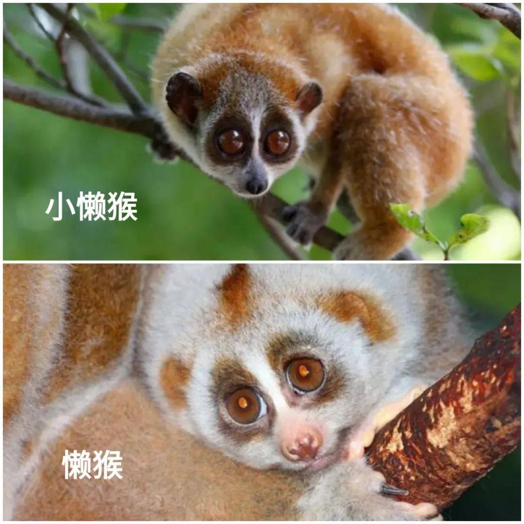 懒猴与小懒猴外表与体型都非常相近,全身毛发较短且密,毛色为浅黄棕色