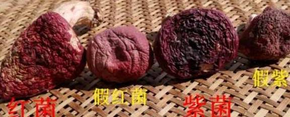 而另一图,分明拿假红菌和松树林生长的红菌充数作作.