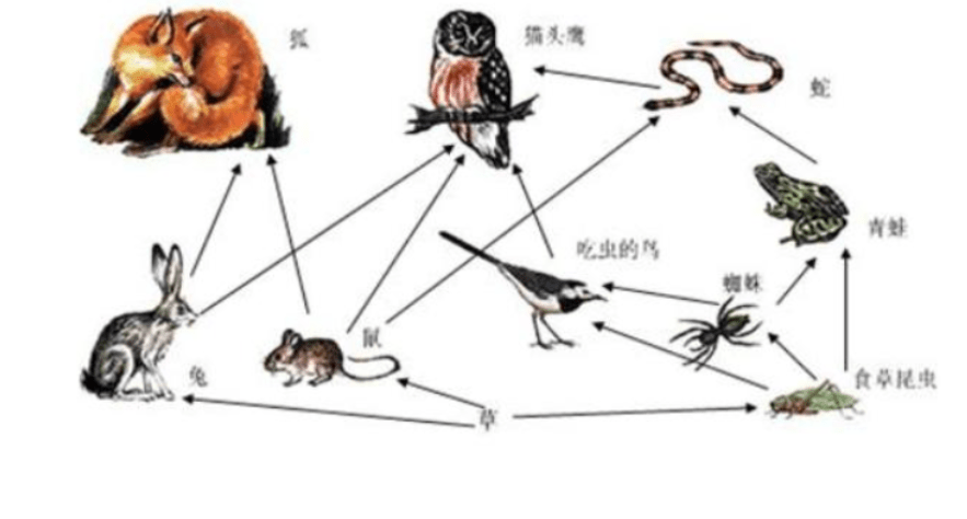 但是,好景不长,随着生物链一次又一次的大洗牌,大约3600万年前,猫头鹰