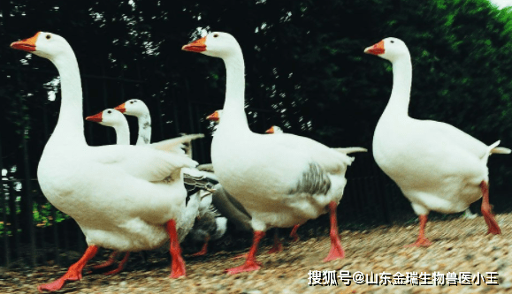 鹅是寒性还是热性 来自搜狐网