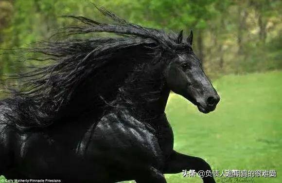 全球最昂贵的6种黑化动物,黑化老虎一只价值1个亿,只能排第二_黑色