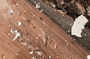 如白蚁的啃噬痕迹,产生的木屑,以及是否有"白蚁路"