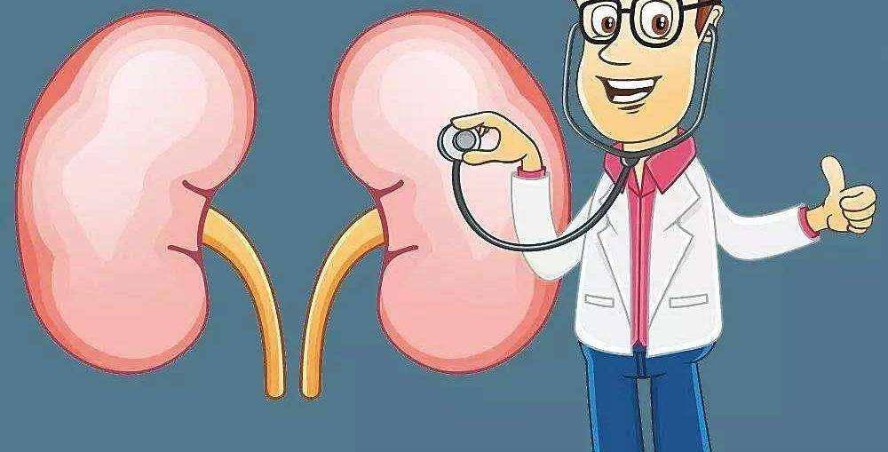 血肌酐和尿蛋白,到底反应了肾脏什么问题?_检测_定量_小时