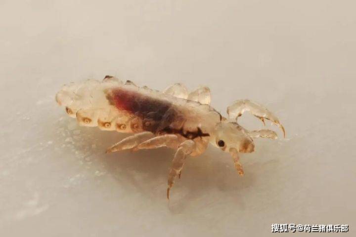 猫咪_寄生虫_环境