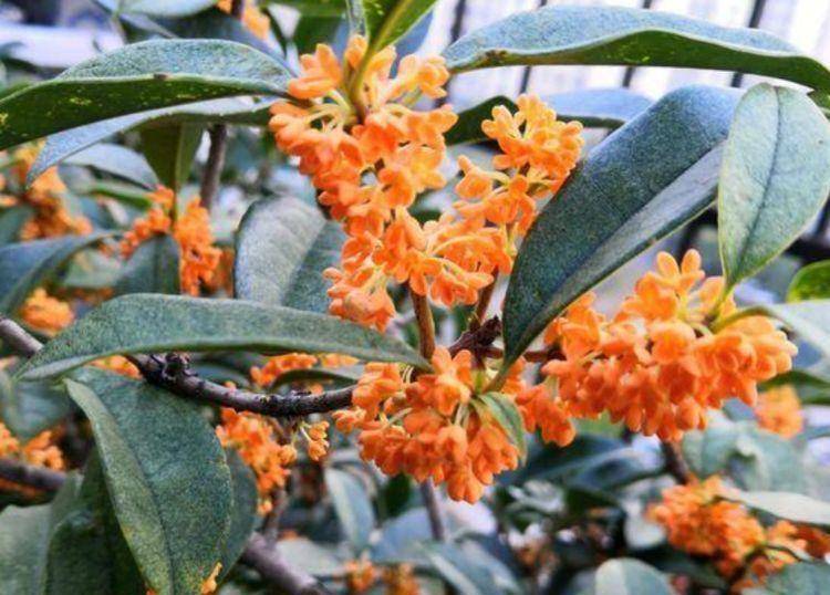 桂花树在风水里