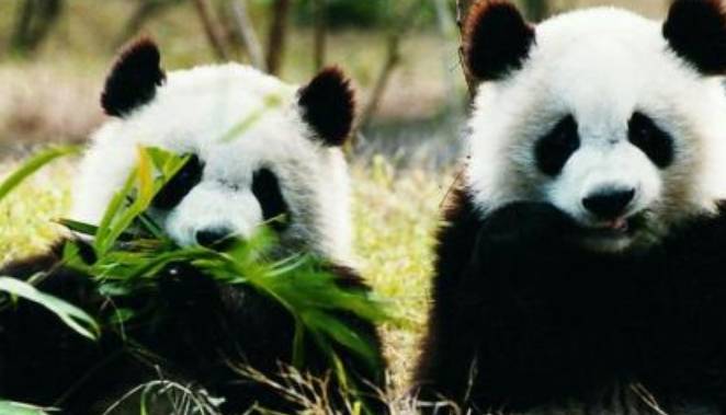 说到我们的国宝大熊猫,它凭借着那可爱的外表,一直以来也是有着非常多
