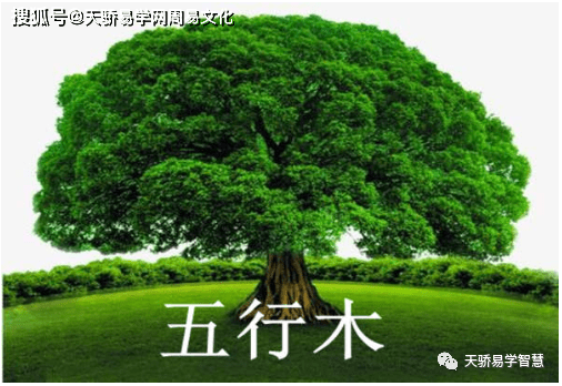 怎么让命里缺木的人发财【八字算财运】_五行_木制品_自然