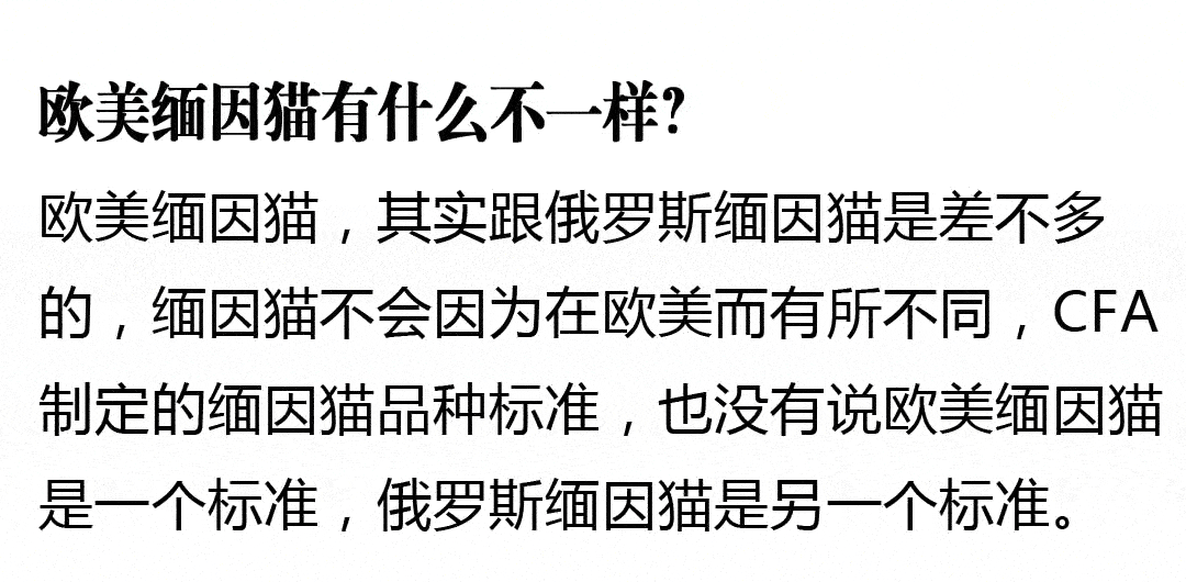 银渐层和缅因猫的串?出售纯种缅因猫?缅因猫的十大忠告?缅因猫遛猫?