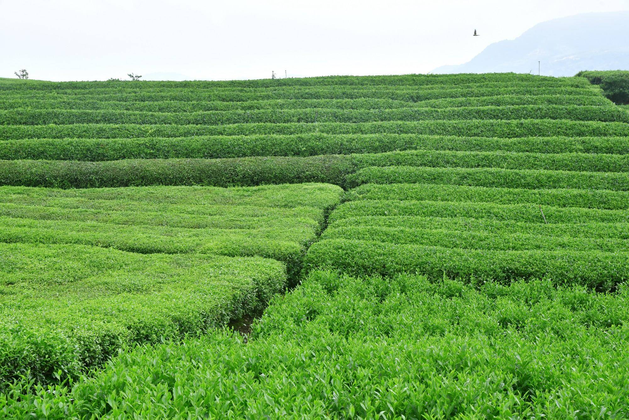 苍南五凤茶园,中国茶文化之乡,中国最美茶园之一果然名不虚传_后村