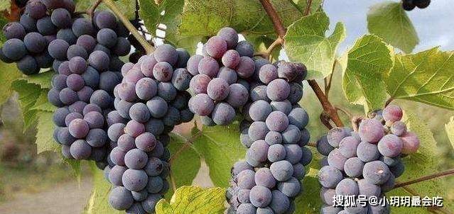 原创
  采摘葡萄的季节快要来了，自己做葡萄酒该怎么做？ 第4张