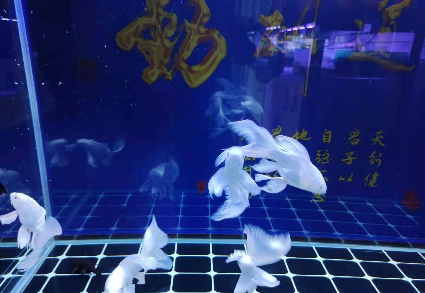 市场上那种底滤免换水的鱼缸怎么样,是不是实的能够不消换水? 市场上那种底滤免换水的鱼缸怎么样,是不是实的能够不消换水?