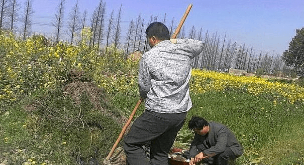 清明祭祀时，先修坟仍是先上贡品？如许做有什么目标吗？