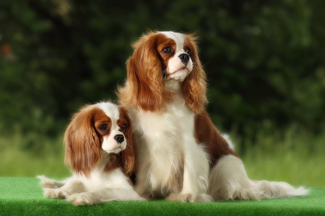 世界上最美丽的15种狗，您喜欢哪个？