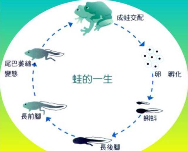 体重6斤多眼睛曲径2.5厘米，世上更大的蛙，蝌蚪跟鹅蛋差不多大