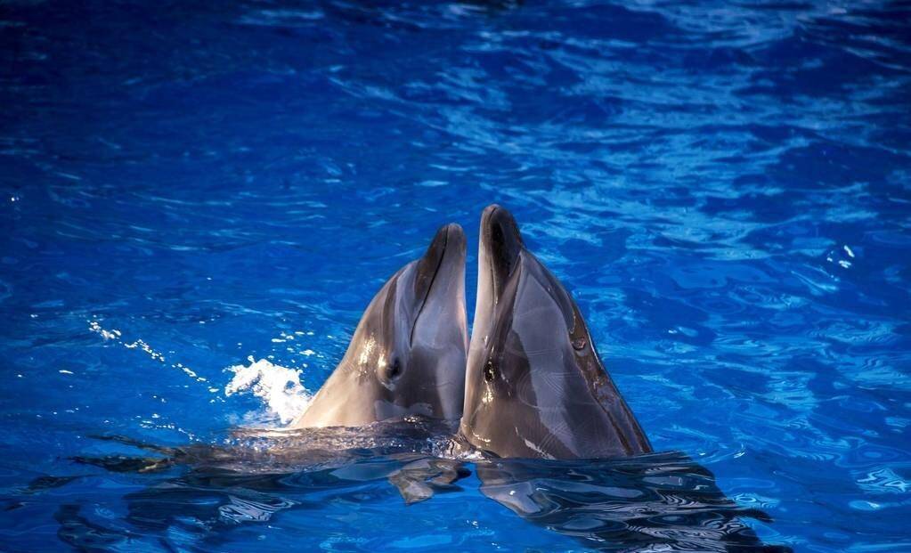 海豚的交配行为复杂，专家：它们很变态，手段也很残忍